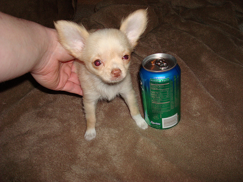 Lovely Chihuahua Puppies for Adoption