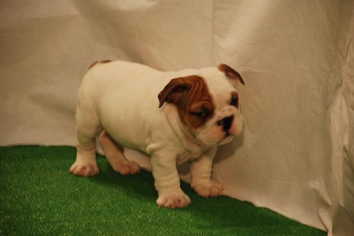 Pure Breed English Bulldog Puppies