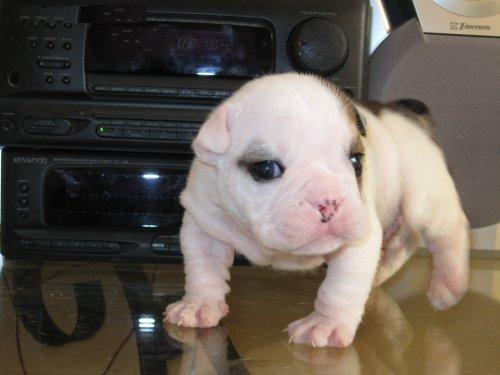 Male and female english bulldog puppies for adoption.