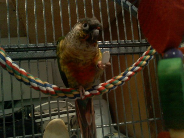 Yellow Sided Green Cheek Conure