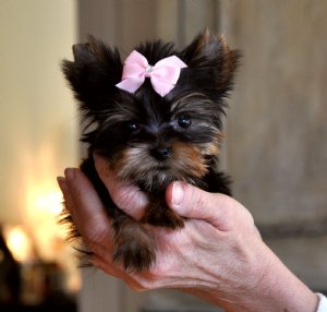 Beautiful Yorkie Puppies for adoption