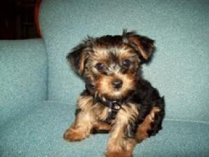 Affectionate male and female yorkies puppies for rehoming