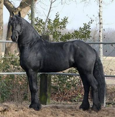 4years  Excellent Friesian Gelding ready to go