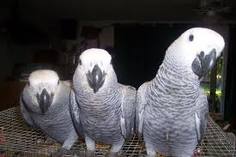 adorable grey african parrots for sell