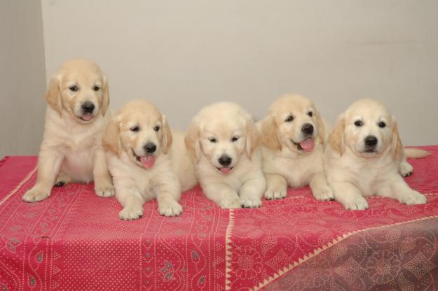 Valentines Golden Retriever looking for a friendly home.