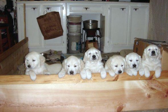 Outstanding English Cream Golden Retrievers for Valentines gift