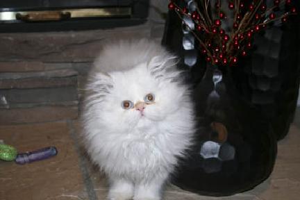 VALENTINE Himalayan Persian KITTENS! reduce price!