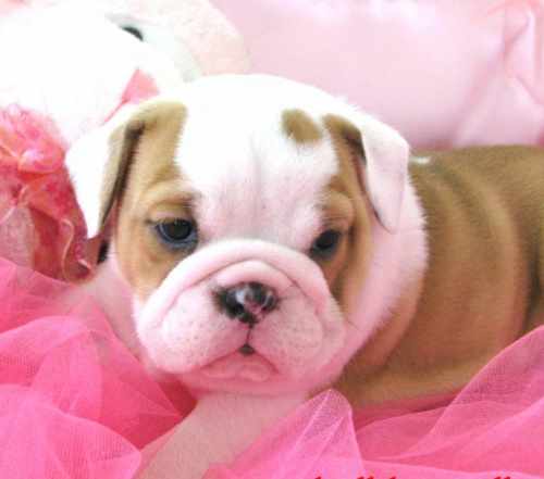 Healthy English Bulldog Puppies Available(ADOPTION)