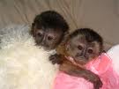 baby capuchin monkey for adoptions