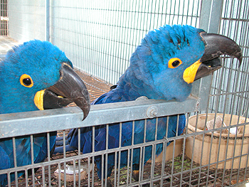 BEAUTIFUL HYACINTH MACAW BABIES FOR SALE