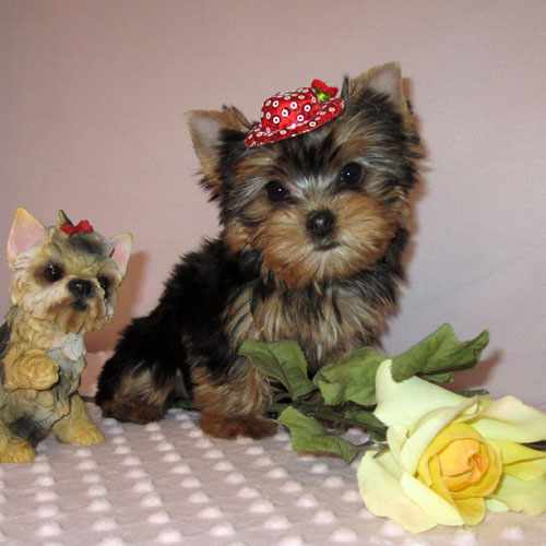 Charming  Yorkie Puppies