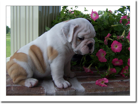 English Bulldog Puppies For Sale