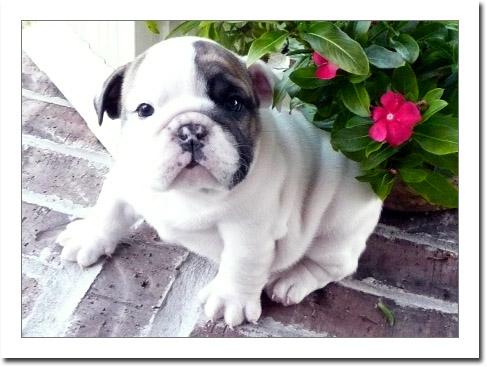 English Bulldog Puppies For Sale