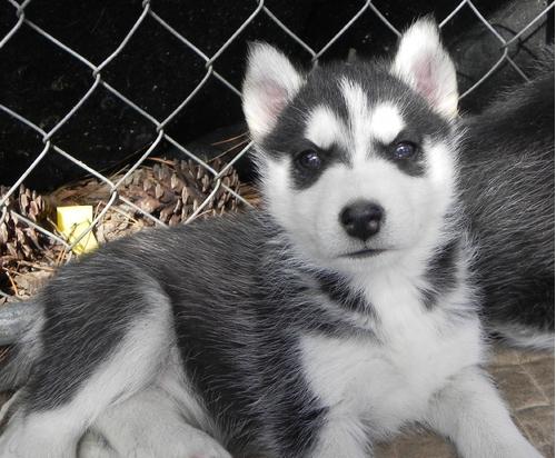 Siberian Husky puppies for sale