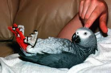 a wonderful pair of congo african parrots for adoption