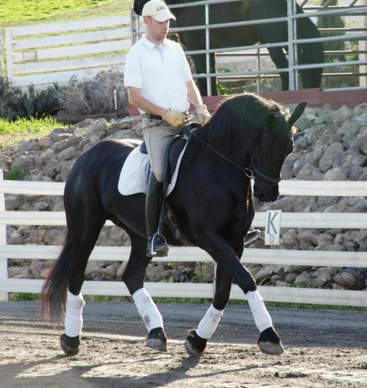 an athlethic black horse for adoption
