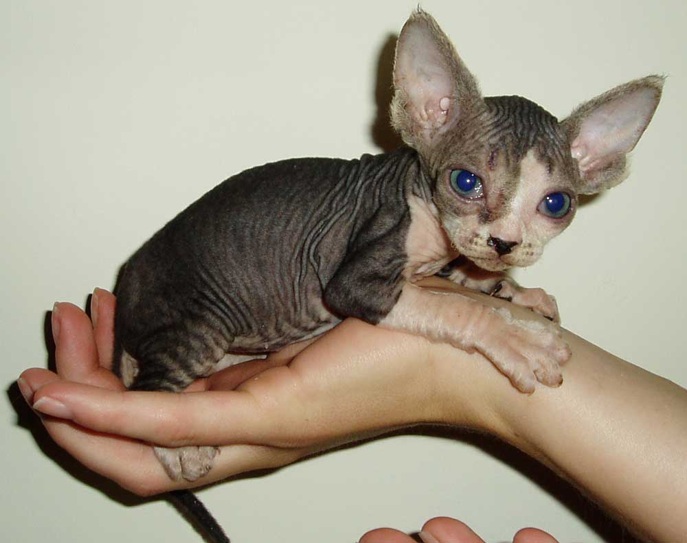 sphinx cat for adoption