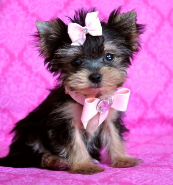 beatiful yorkie puppies for adoption