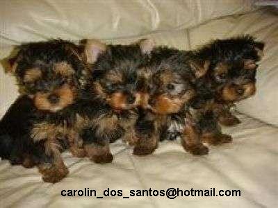4 yorkie puppies for new home