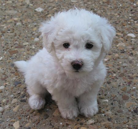 Bichons Frise Puppies for Re-homing