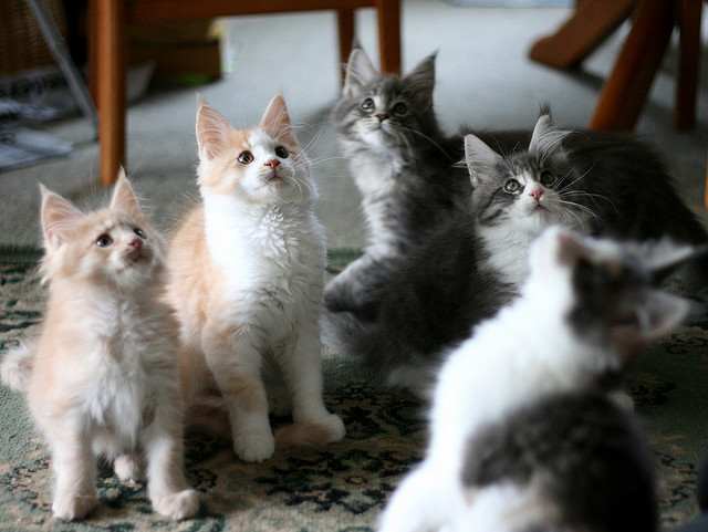TICA reg Maine Coon Kittens for Sale