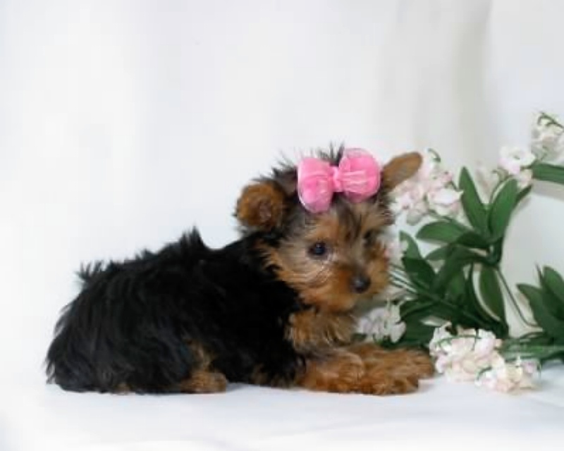 TALENTED VELINDAY DAYS TEACUP YORKIE PUPPIES  FOR ADOPTION.