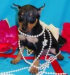 doberman pinscher puppies for adoption