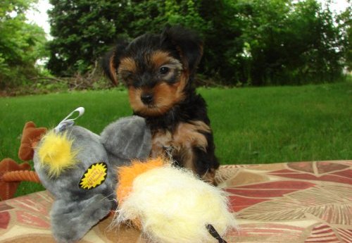 adorable Yorkie puppies ready for their new home