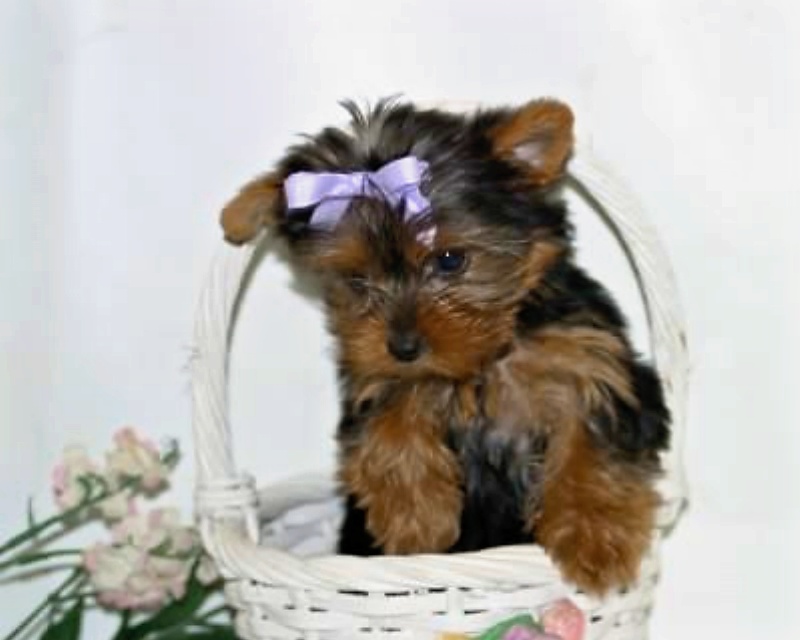 Adorable Yorkie puppies for adoption