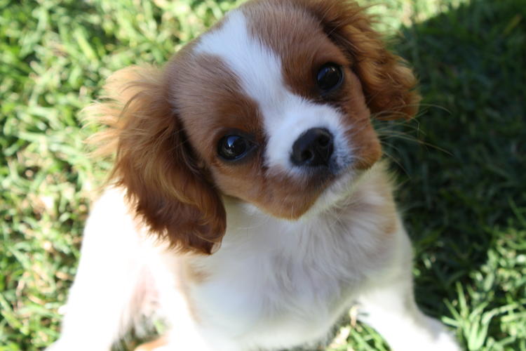 Excellent Cavalier King Charles Spaniel puppy for adoption