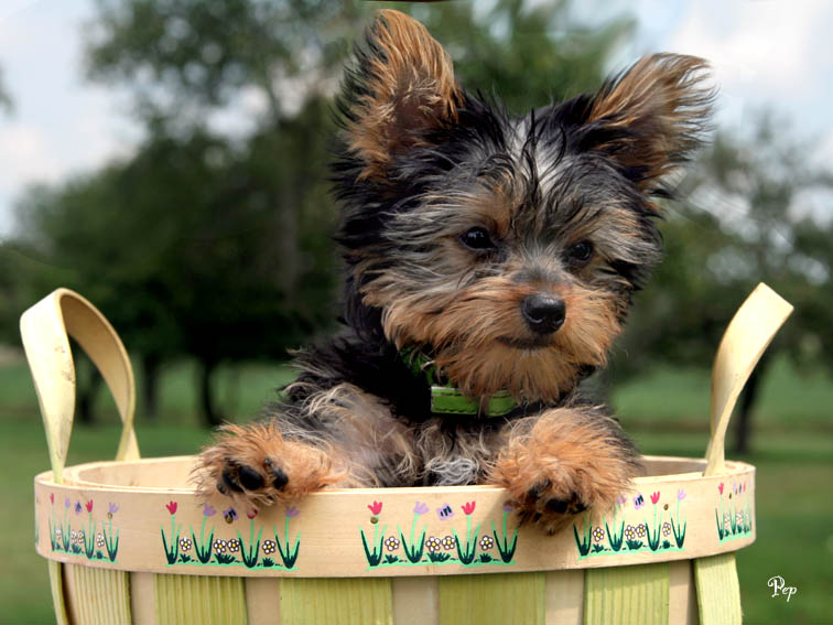 Sweat yorkie shire puppy for selll
