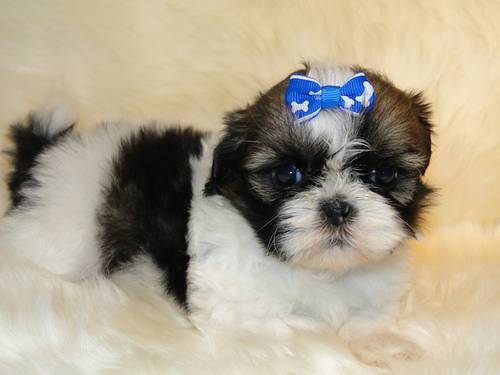CUTE SHIH TZU PUPPIES READY FOR YOUR HOMES