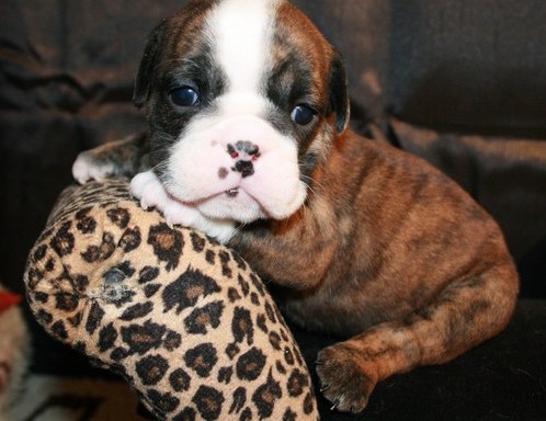 Male And Female English Bulldogs Puppy