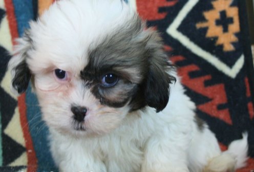 Lhasa Apso