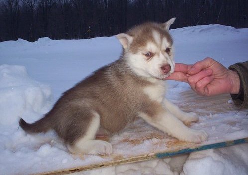 Charming Siberian Husky Puppies