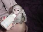 cute adorable baby monkey for adoption