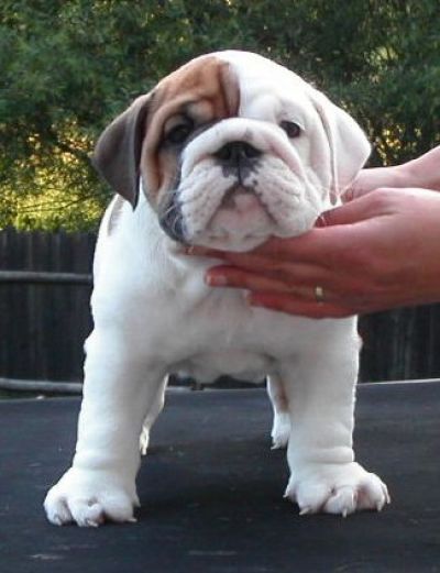 Good Looking English Bulldogs Needing Homes