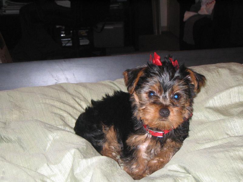 Adorable Teacup Yorkie Puppies For Free Adoption