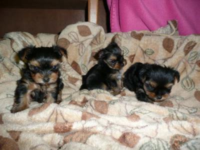 Healthy Tiny Teacup Yorkie Puppies For Free Adopti