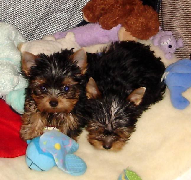 Adorable Teacup Yorkie Puppies For Free Adoption