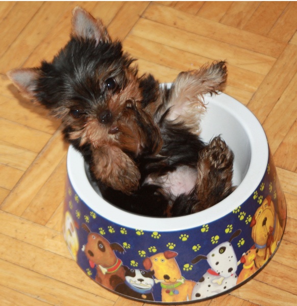 Quality Yorkie Puppies. Raised in our loving home