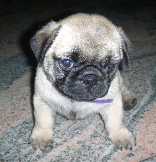 Lovely Pug Puppies Looking For New Home