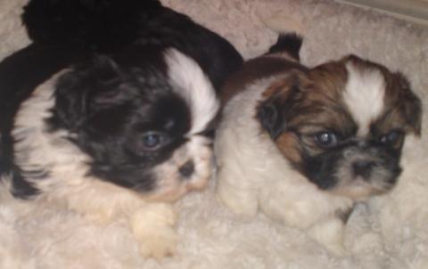 Shih Tzu Puppies