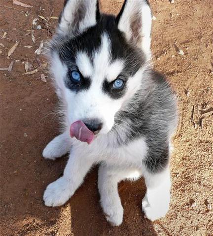 Dusty is ready to rehome