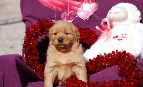 Golden retriever puppies ready for good homes