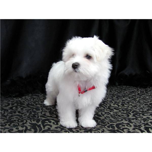 tea cup maltese puppies ready to go now