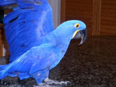Good Looking Hyacinth Macaw Parrots