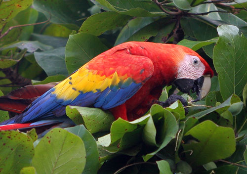 Adorable Scarlet Macaw Parrots For Nice Families