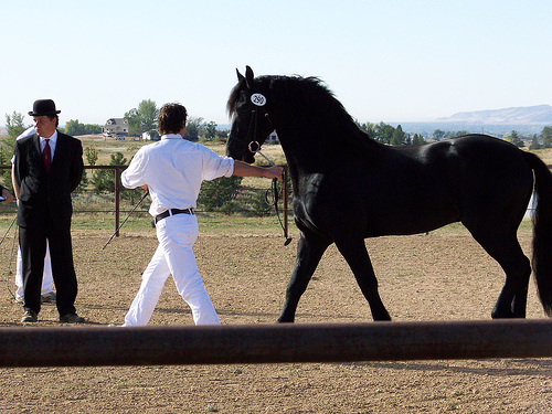Friesian Horse(Stallion)