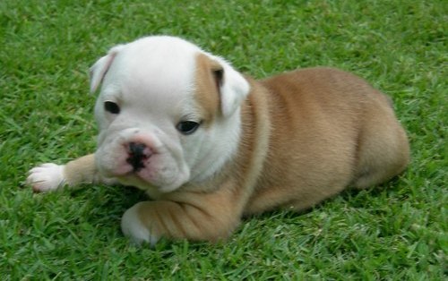 Cute Affectionate and Outstanding English Bulldog puppies ready for Adoption